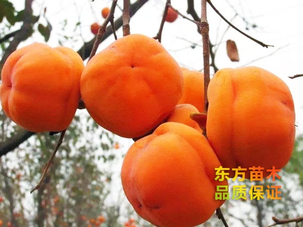 磨盤(pán)柿