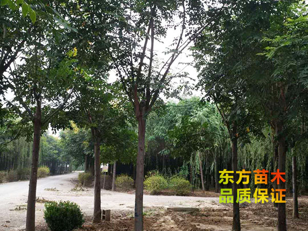欒樹(shù)