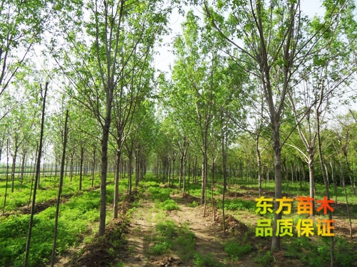 苗木栽培以后應(yīng)該注意哪些？